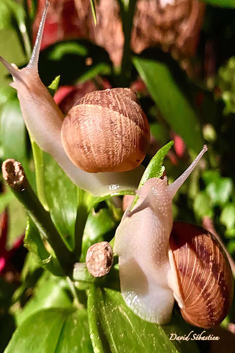 Cathdad créations Les escargots en randonnée nocturne