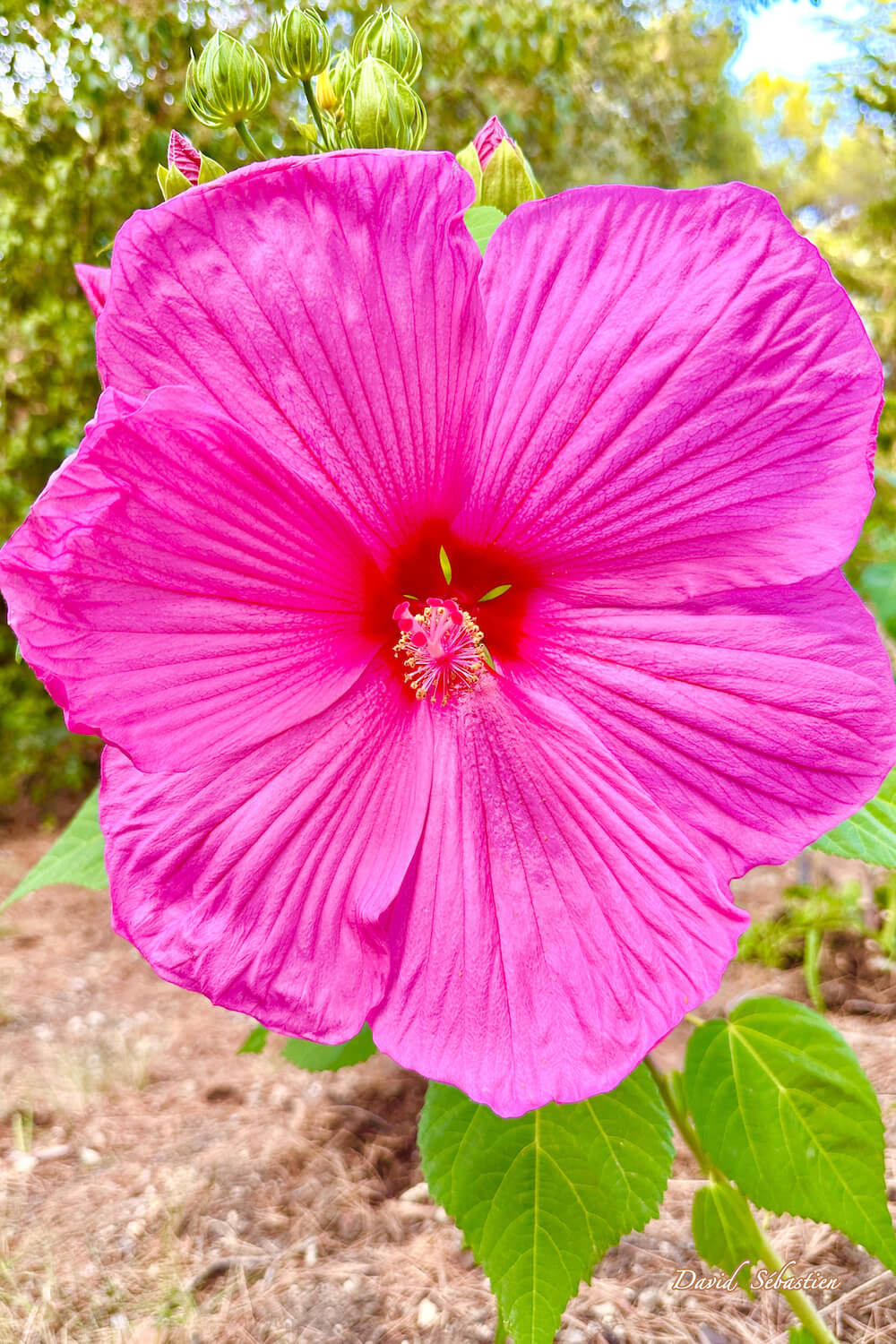 Cathdad créations Une fleur d’hibiscus plus grande que la main